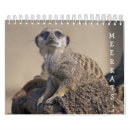 Pesquisar por suricate Suricato