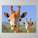 Pesquisar por girafa pôsteres Safari