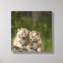 Pesquisar por lince selvagem artes pôsteres Natureza