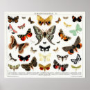 Pesquisar por borboleta vintage pôsteres Mariposa