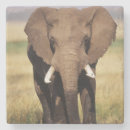 Pesquisar por elephant porta copos Animal