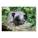 Pesquisar por filhote de cachorro da chihuahua cartoes postais Prumo e pam langrish