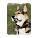 Pesquisar por corgi do pembroke imas Filhote de cachorro