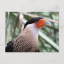 Pesquisar por crested Selvagem