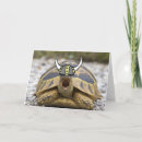 Pesquisar por tortura cartoes postais Tartarugas