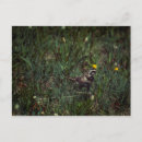 Pesquisar por coroa cartoes postais Verão