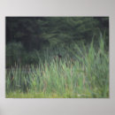 Pesquisar por pássaro preto pôsteres Vida selvagem