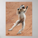 Pesquisar por lemur pôsteres Sifaka