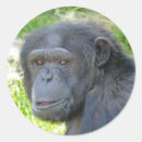 Pesquisar por chimpanzé adesivos Vida selvagem