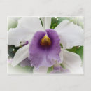 Pesquisar por orquídea do cattleya cartoes postais Orquídeas