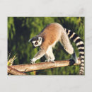 Pesquisar por lemurs cartoes postais África