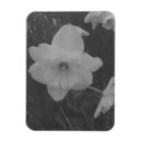 Pesquisar por do daffodil imas Natureza
