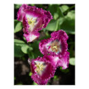 Pesquisar por tulipas brancas pósteres pôsteres Natureza