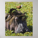 Pesquisar por hippopotamus pôsteres Animais selvagens