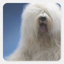 Pesquisar por sheepdog adesivos Animais domésticos