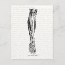 Pesquisar por anatomia cartoes postais Médico