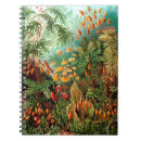 Pesquisar por selva Plantas