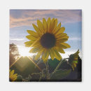 Pesquisar por sunflower imas Flor