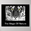 Pesquisar por tigres brancos pósteres pôsteres De tigre