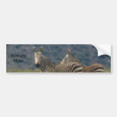 Pesquisar por do da zebra adesivos carros África