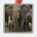 Pesquisar por elefante africano ornamentos Loxodonta africana