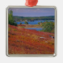 Pesquisar por mirtilos ornamentos Natureza