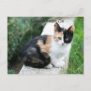 Pesquisar por animais engraçados cartoes postais Humor