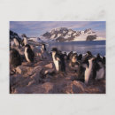 Pesquisar por pinguim adelie cartoes postais Neve