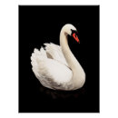 Pesquisar por cisne branca artes pôsteres Qualquer pessoa