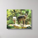 Pesquisar por lobo cinzento pôsteres Fotografia animal