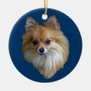 Pesquisar por pom do brinquedo Filhote de cachorro