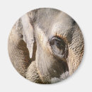 Pesquisar por jardim zoológico imas Elefante
