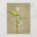 Pesquisar por calhas cartoes postais Natureza