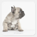 Pesquisar por pedigree adesivos Animal
