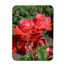 Pesquisar por pétalas cor de rosa imas Rosas