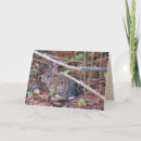 Pesquisar por rabbit fotos Natureza