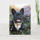 Pesquisar por french bulldog de cartoes Pets