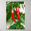 Pesquisar por encarnado Vegetal