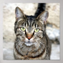 Pesquisar por gato egípcio pôsteres Animais