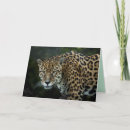 Pesquisar por onças cartoes Vida selvagem