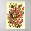 Pesquisar por natur pósteres pôsteres Ernst haeckel