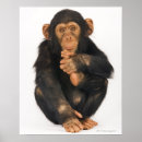 Pesquisar por do chimpanzé pósteres pôsteres Bonito