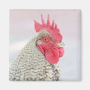 Pesquisar por aviário imas Doméstico