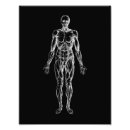 Pesquisar por corpo masculino pósteres pôsteres Anatomia