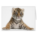 Pesquisar por tigre do sumatran Natureza