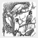 Pesquisar por pássaro preto adesivos Tropical