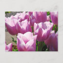 Pesquisar por tulipas roxas cartoes postais Natureza
