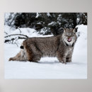 Pesquisar por canadense pôsteres Felino