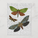 Pesquisar por mosca cartoes postais Borboleta