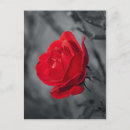 Pesquisar por rosas vermelhas bonitas cartoes postais Amor